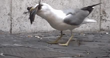 自然界中有哪些被自身蠢死的动物,自然界最会伪装的十种动物