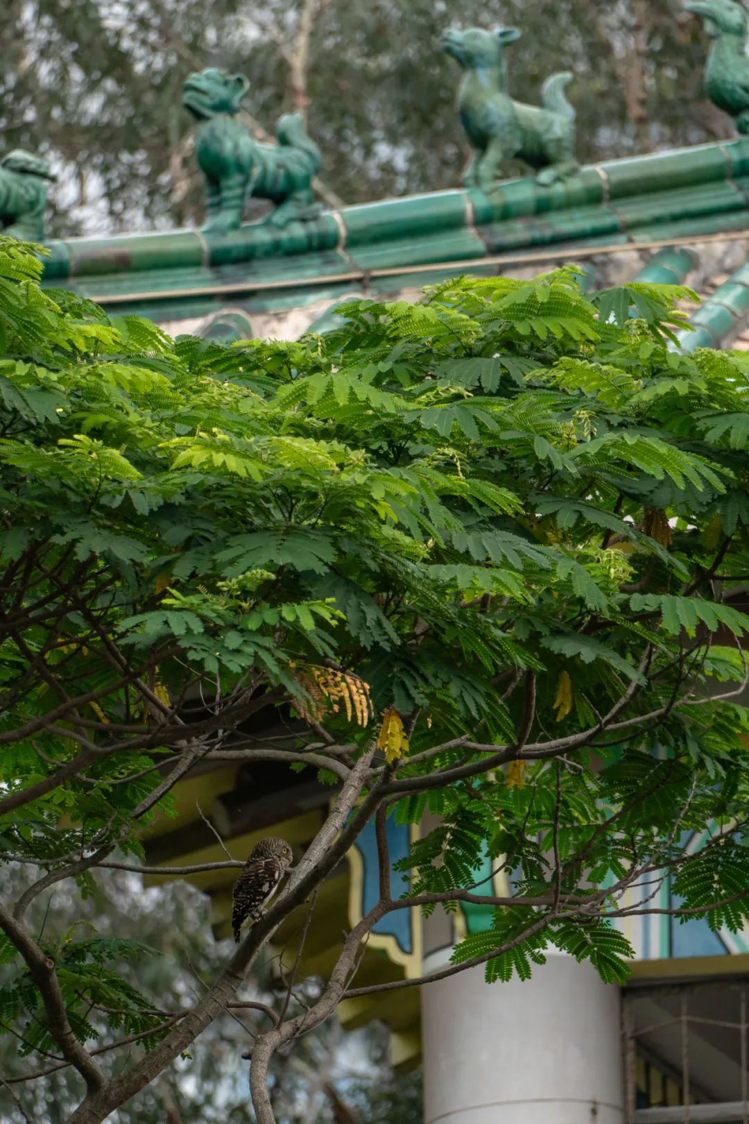 华南第一学府：中山大学,华南最高学府