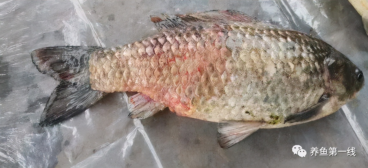 鱼类红嘴烂身——新型鱼瘟：溃疡性红嘴烂身病与诊治,附视频