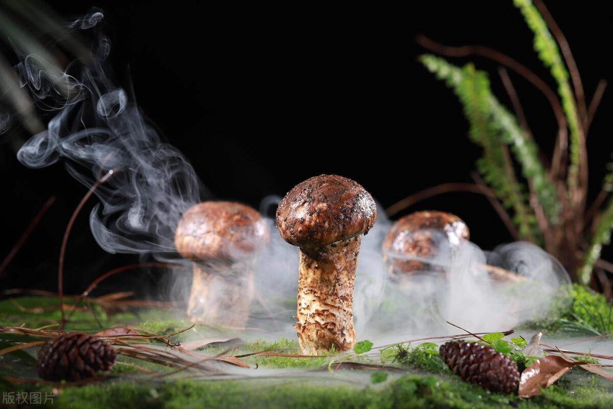 藏南林芝管辖地图,西藏藏南林芝县