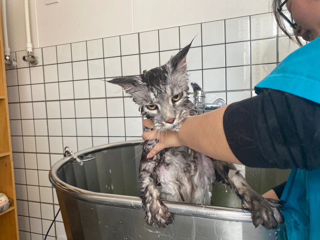 为什么缅因猫幼崽便宜很多,缅因猫为什么不建议养