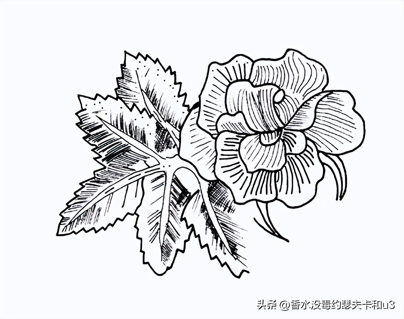 十大网红香水值得入手吗,今年网红香水