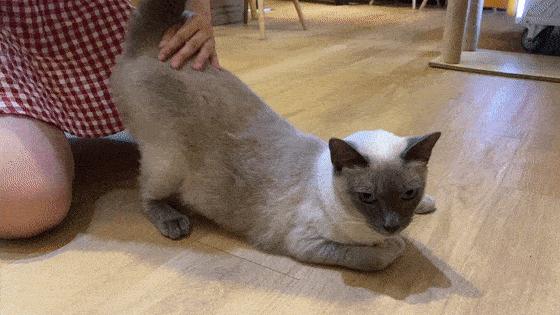 猫咪四仰八叉的睡觉说明什么,猫咪为何四仰八叉的睡觉