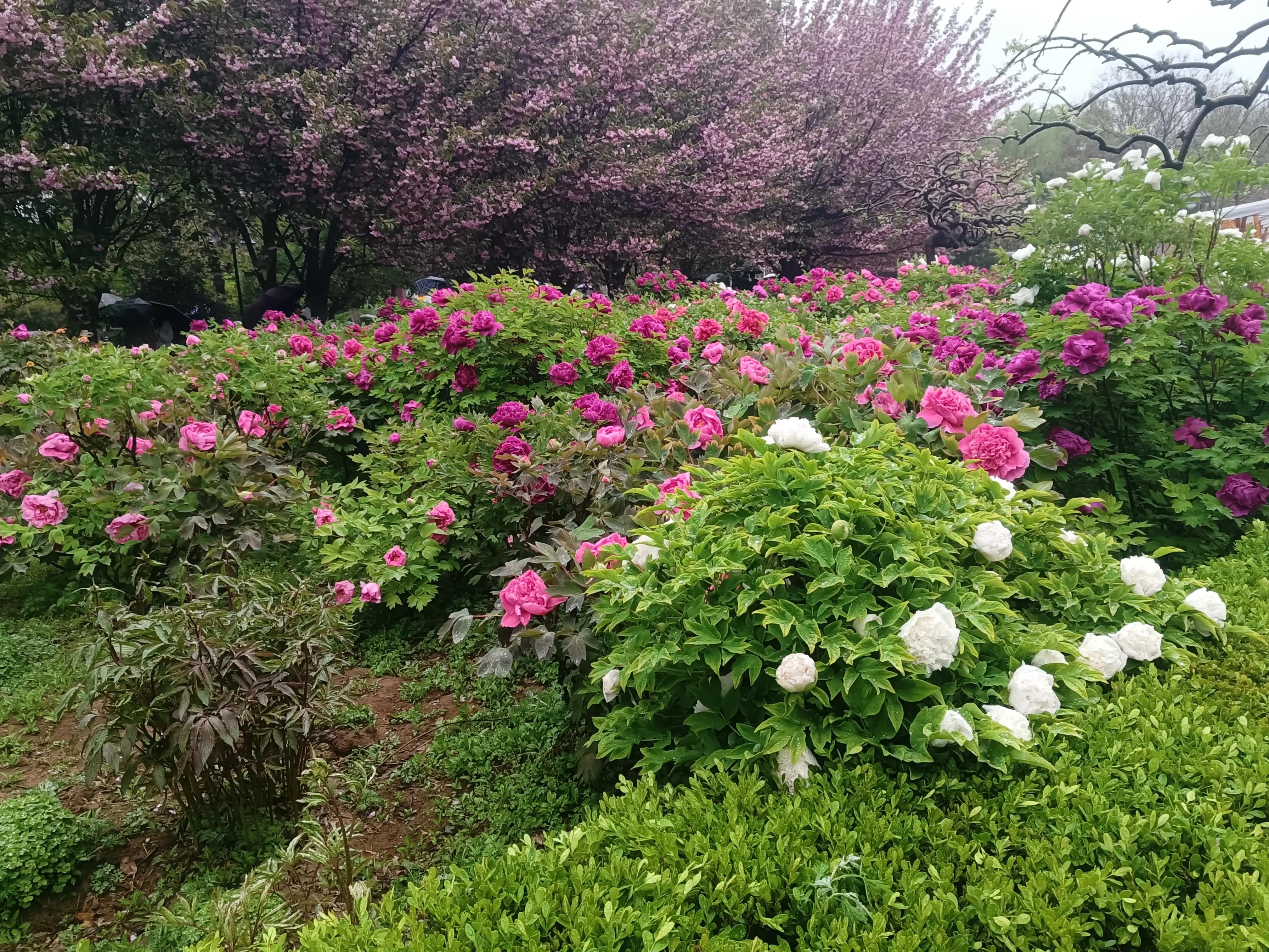 樱花枝头花争艳,西安青龙寺牡丹樱花娇艳盛开