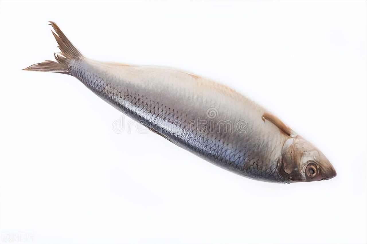 国产鲱鱼罐头与瑞士鲱鱼罐头,鲱鱼臭还是鲱鱼罐头做的臭