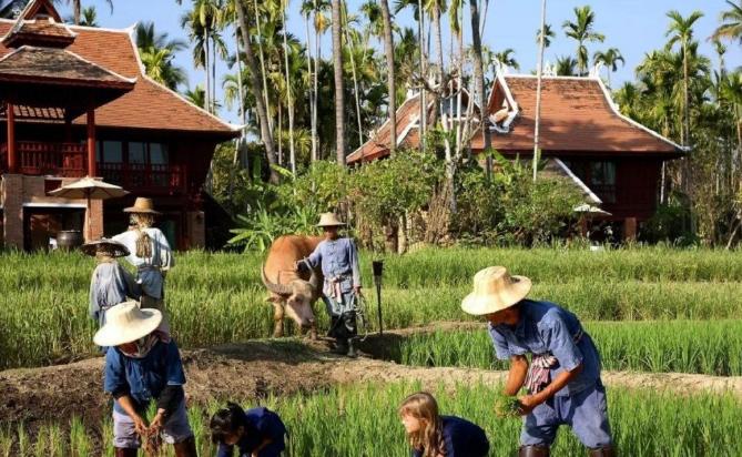 全球头号大米出口国：最伟大国王是华人，已出的总理大多都是华人