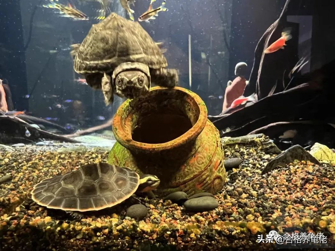 龟病症如何预防,龟病预防的药物