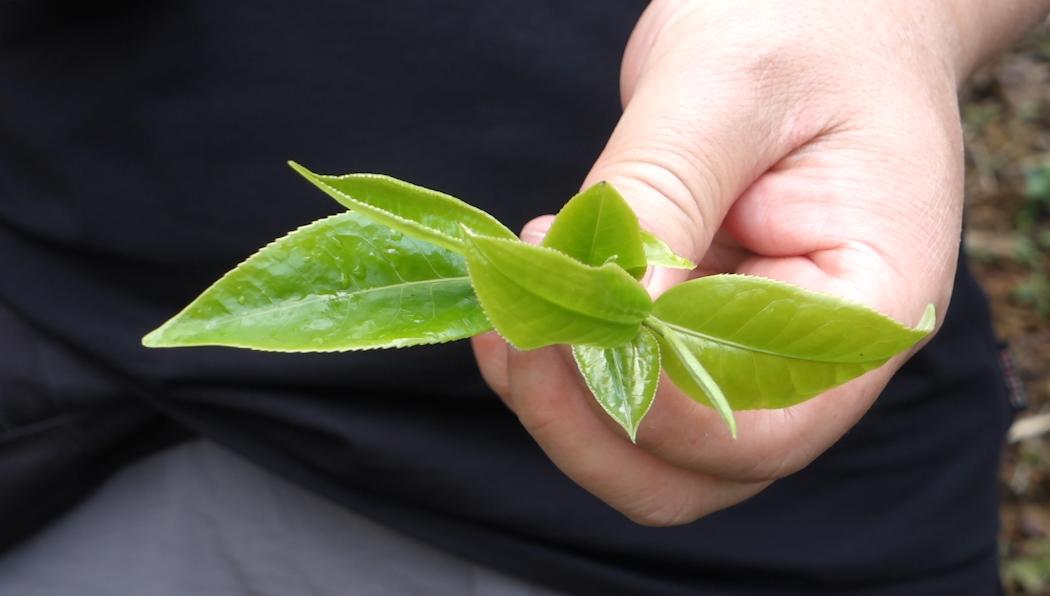 老徐谈茶151,老徐谈茶16