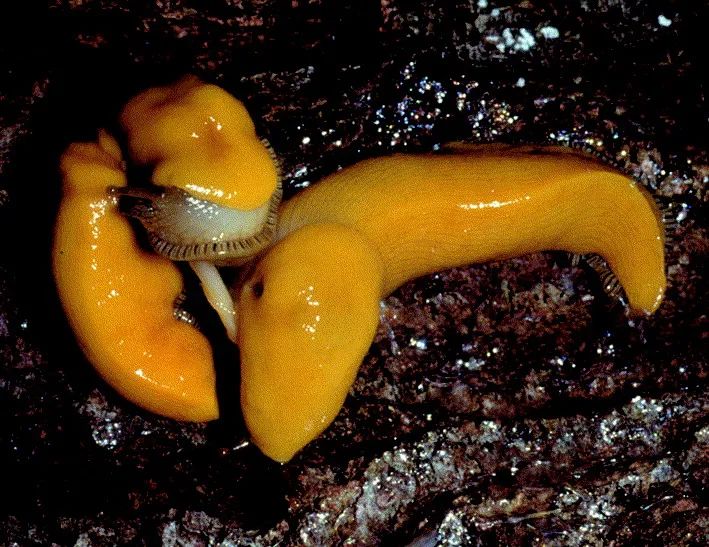 章鱼触手有寄生虫吗,寄生在章鱼上的寄生虫