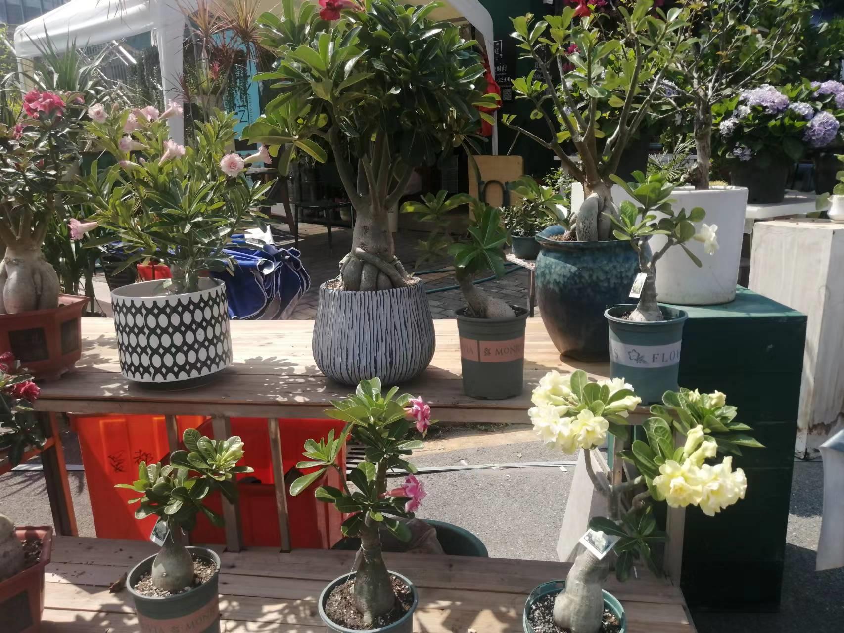 降温了花草室内过冬,降温了种菜