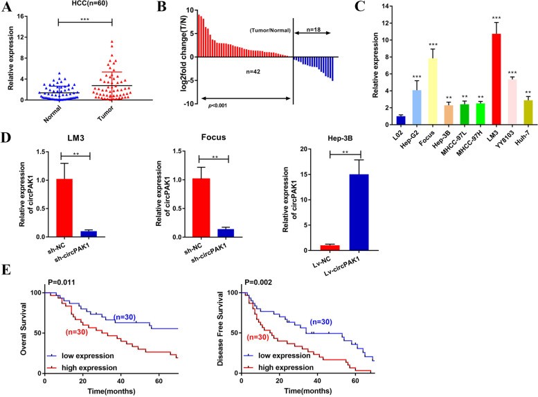 CircPAK1与14-3-3ζ相互作用,调节YAP核定位促进肝细胞癌进展