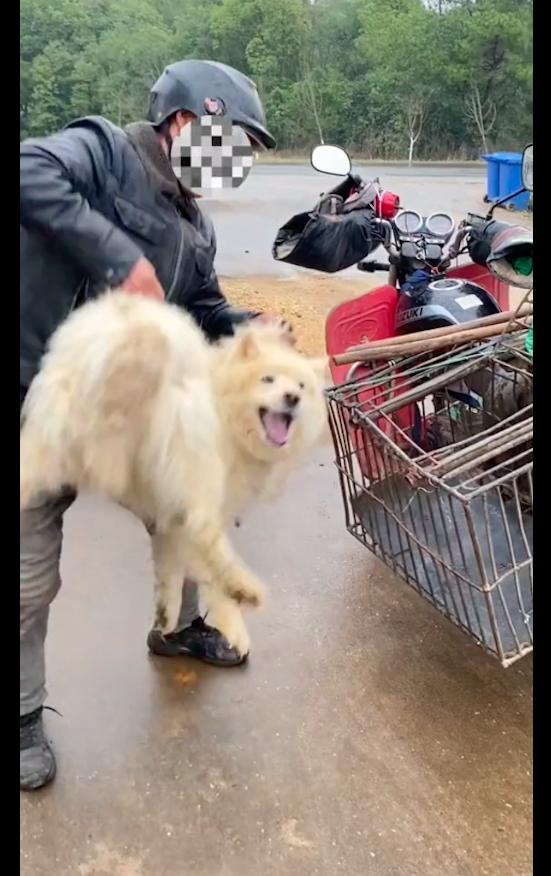 萨摩耶主人得癌症,萨摩耶被卖给狗贩子