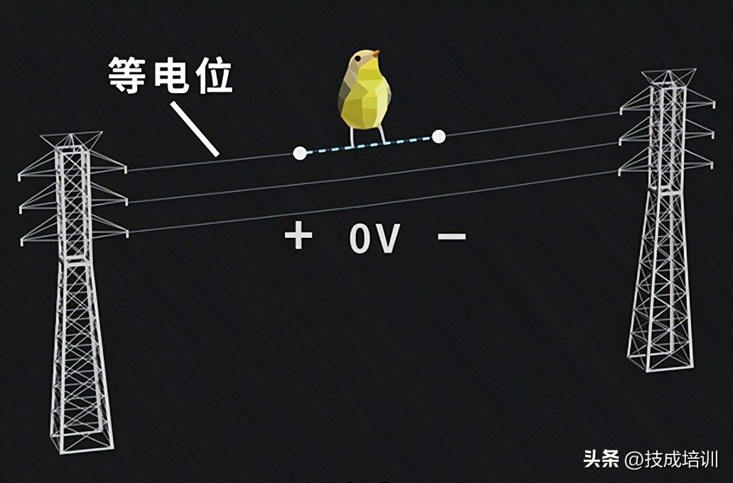 为啥小鸟站电线上为啥不会被电？但人一碰就会被电抽搐？