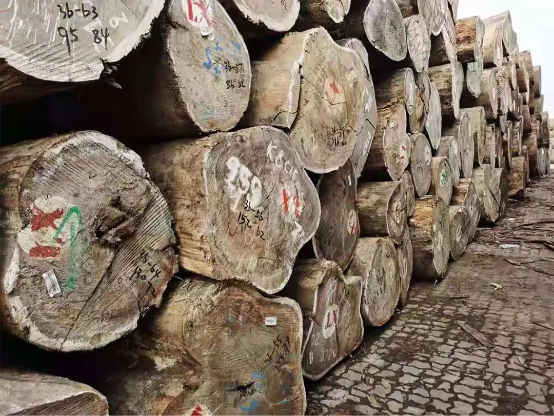 稳如磐石，非洲密林木中瑰宝“非洲柚木”——纽墩豆