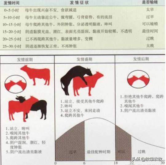 母牛人工授精技巧方法,母牛人工授精的方法