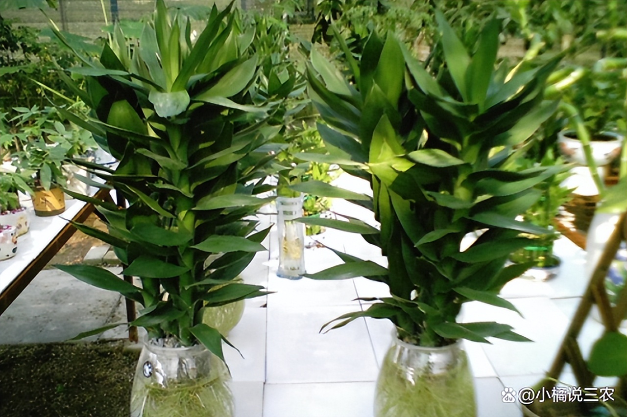 观音竹代表什么寓意,观音竹的寓意和花语图片