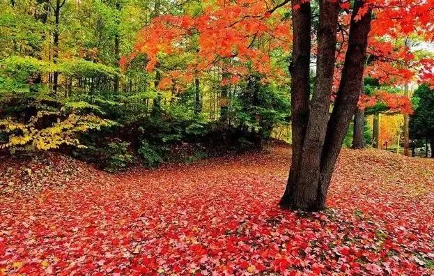 高考高频考点词汇,come短语归纳高考