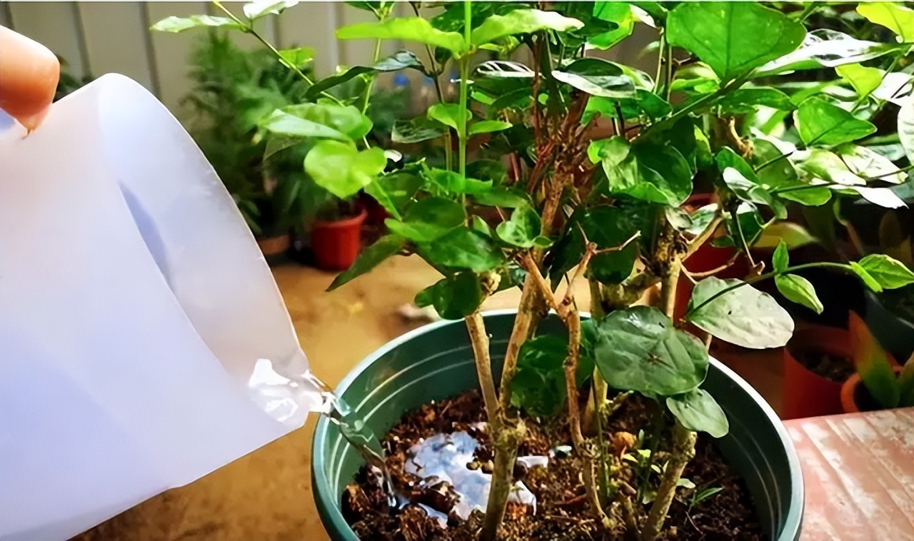 花多多是磷酸二氢钾吗,花多多2号是智商税吗