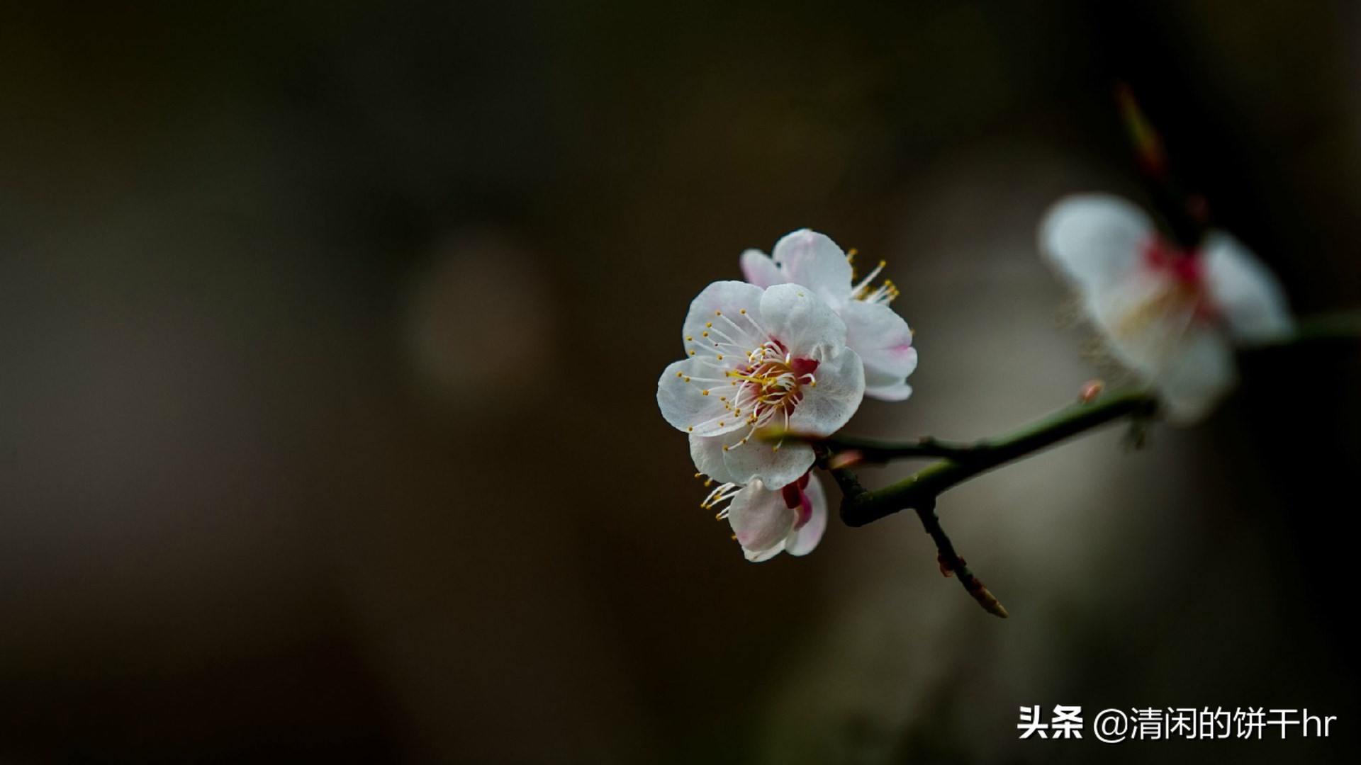 淡雅书香梅花唯美图片,淡雅梅花花卉图片