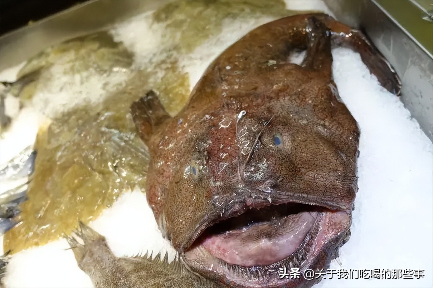 买鱼时这三种鱼不要买,买鱼要买什么品种