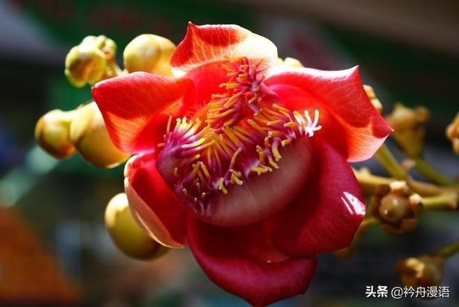 一花一世界一叶一菩提一人一众生,一花一世界一树一菩提一生爱一人