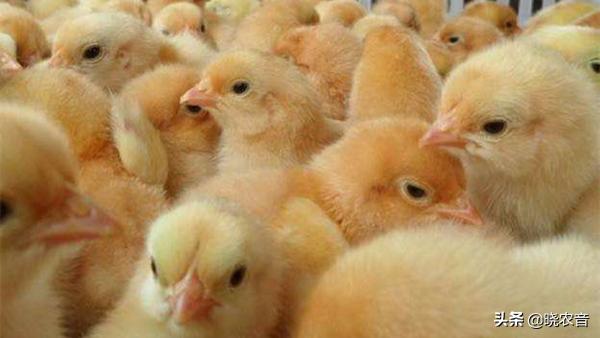小鸡怎么快长大,小鸡怎么才能长得快一点