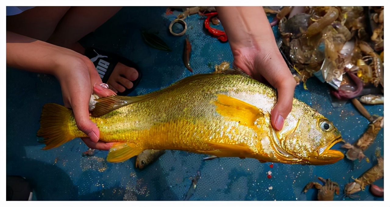 浙江一渔民捕获3000斤大黄鱼,浙江渔民捕获天价大黄鱼
