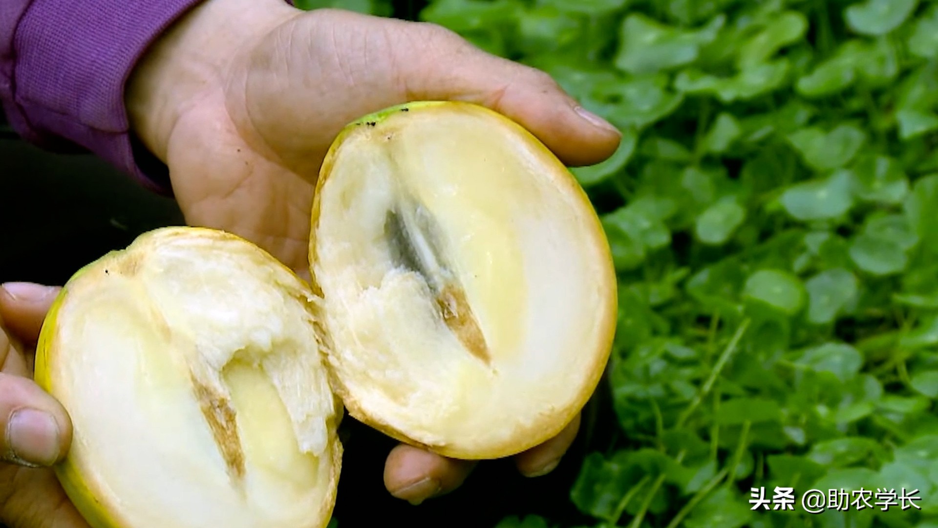 果冻果是什么,果冻果是什么东西