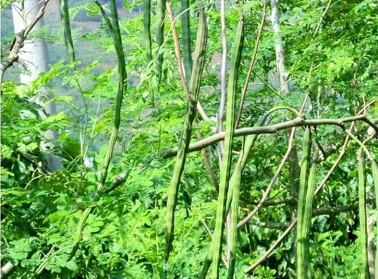 辣木树又叫什么,可以食用的辣木树图片