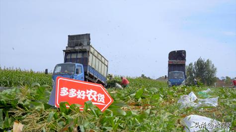 农地云,乡村振兴鲜食玉米产业