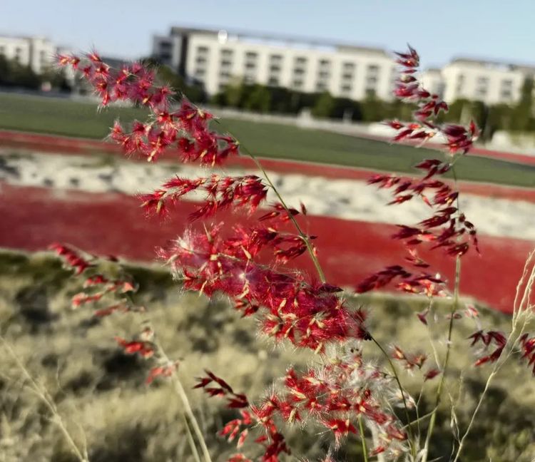 厦门软件技术学院厦软校区,厦门软件职业技术学院