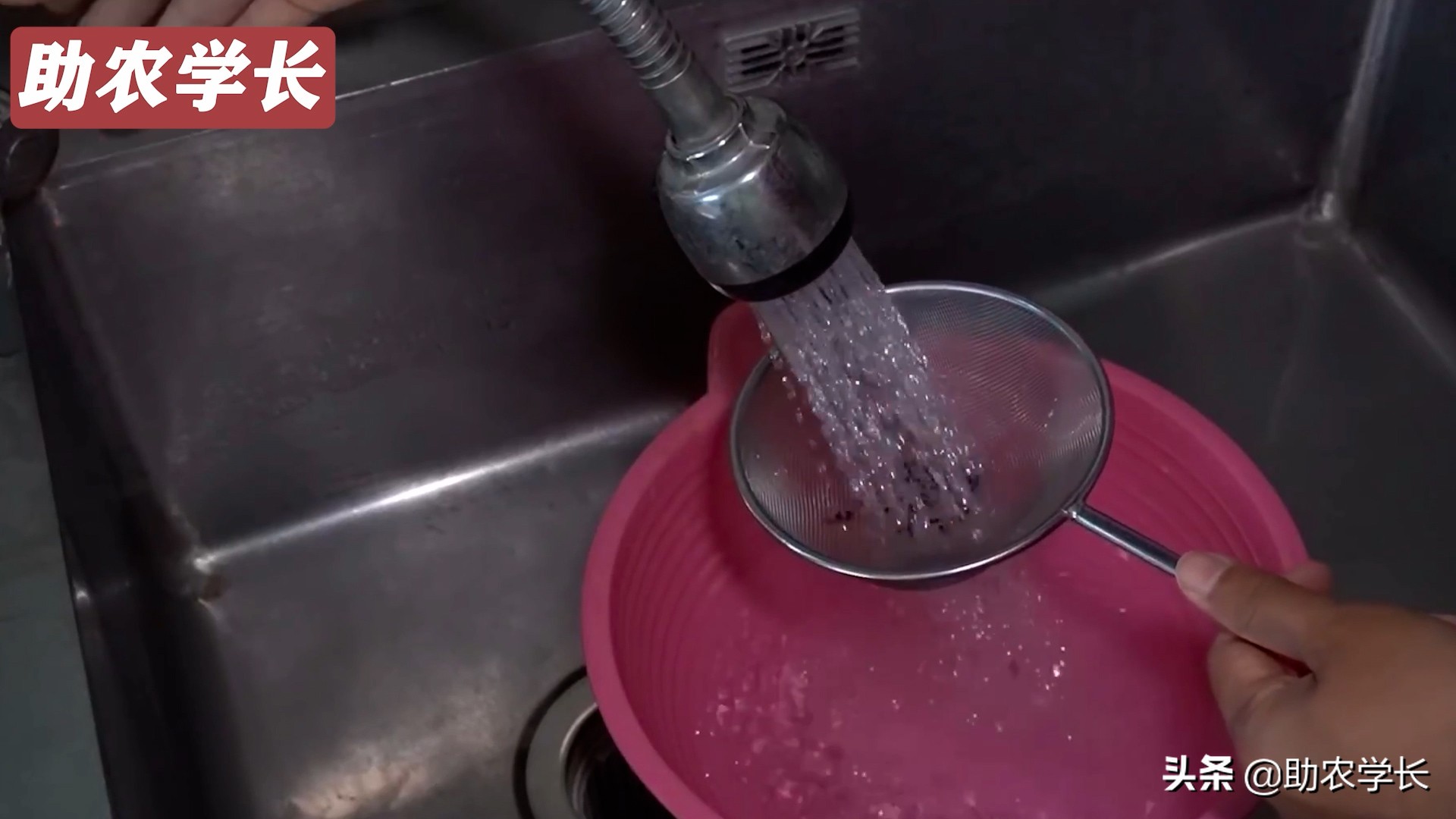 火龙果种子种植到结果的技术方法,如何培育火龙果又大又甜