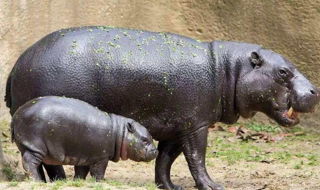 河马的皮肤很粗糙,河马的皮肤像什么