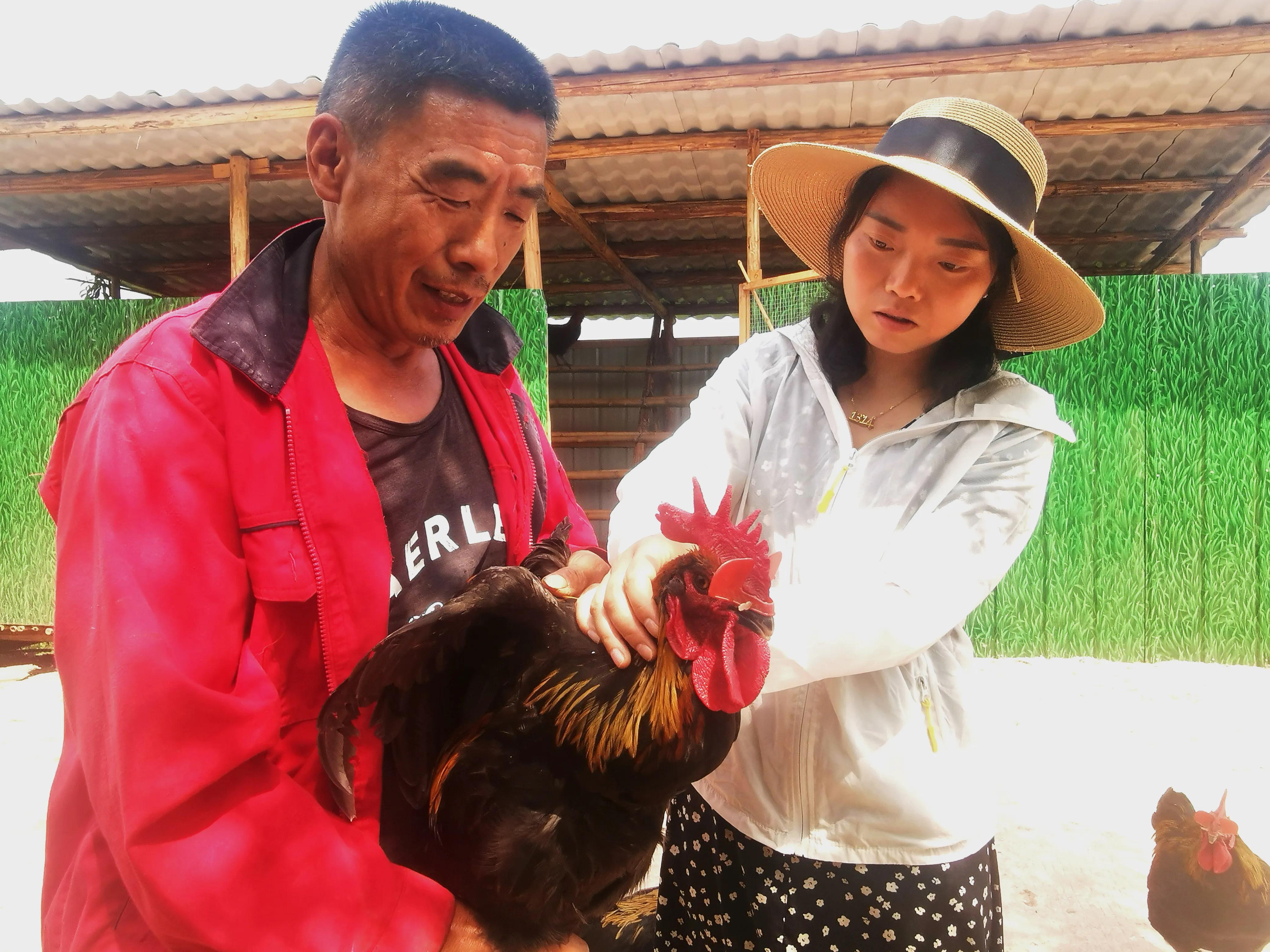 黑鸡养殖致富,铜梁鸡禽养殖