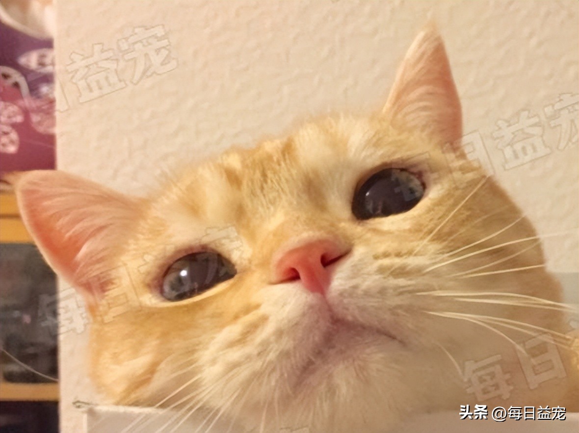 细数有关橘猫的7个冷知识,你对猫的了解200字