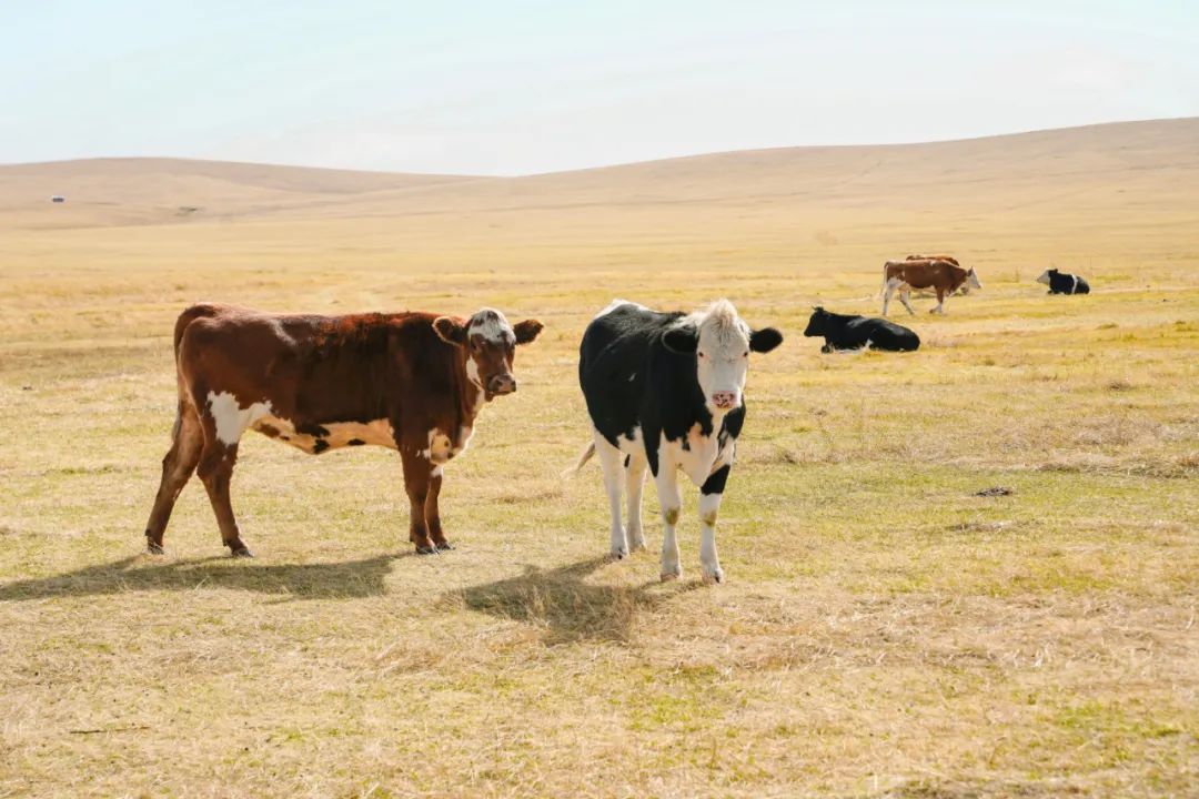 90后夫妻生4胞胎小伙卖房凑50万,90后夫妻卖500万房到内蒙古当农民