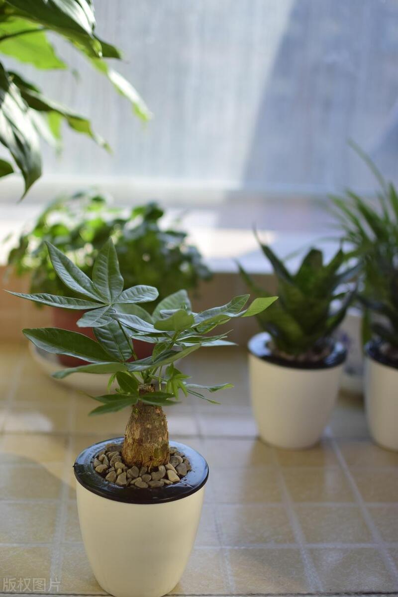 发财树烂根了不管它能活吗,发财树出现烂根怎么补救