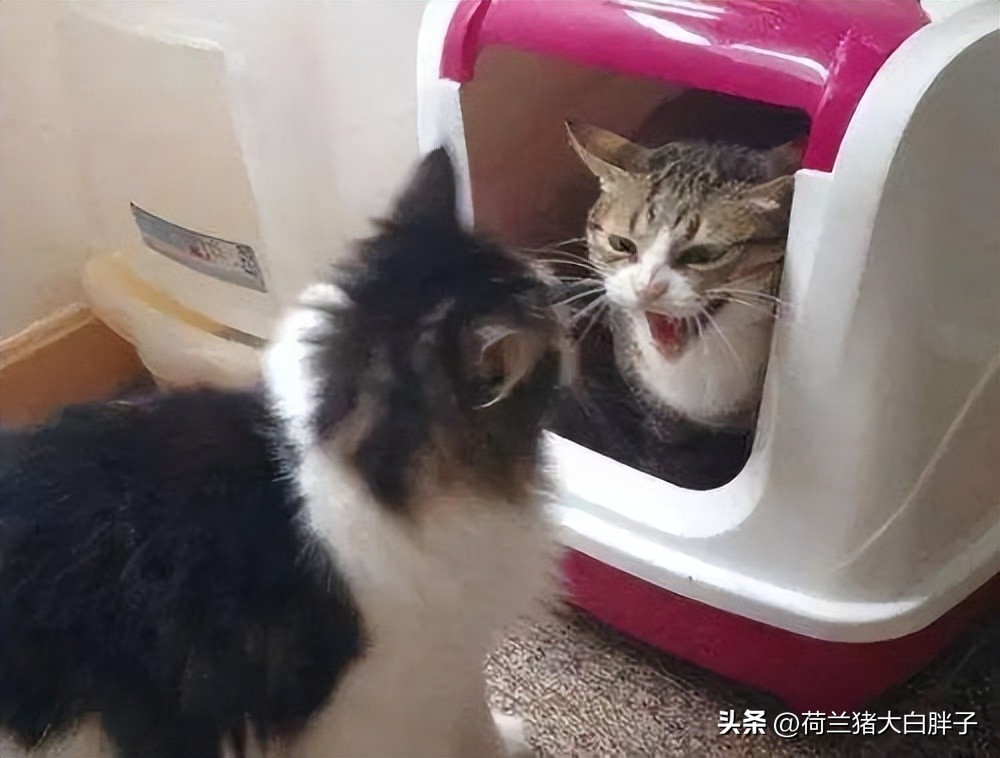 猫咪频繁拉屎是什么原因,猫咪四处乱尿是什么原因