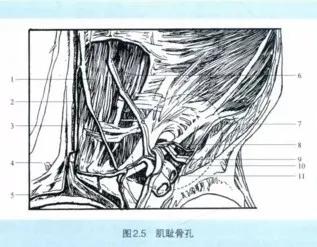 疝手术解剖解析,闭孔疝解剖学