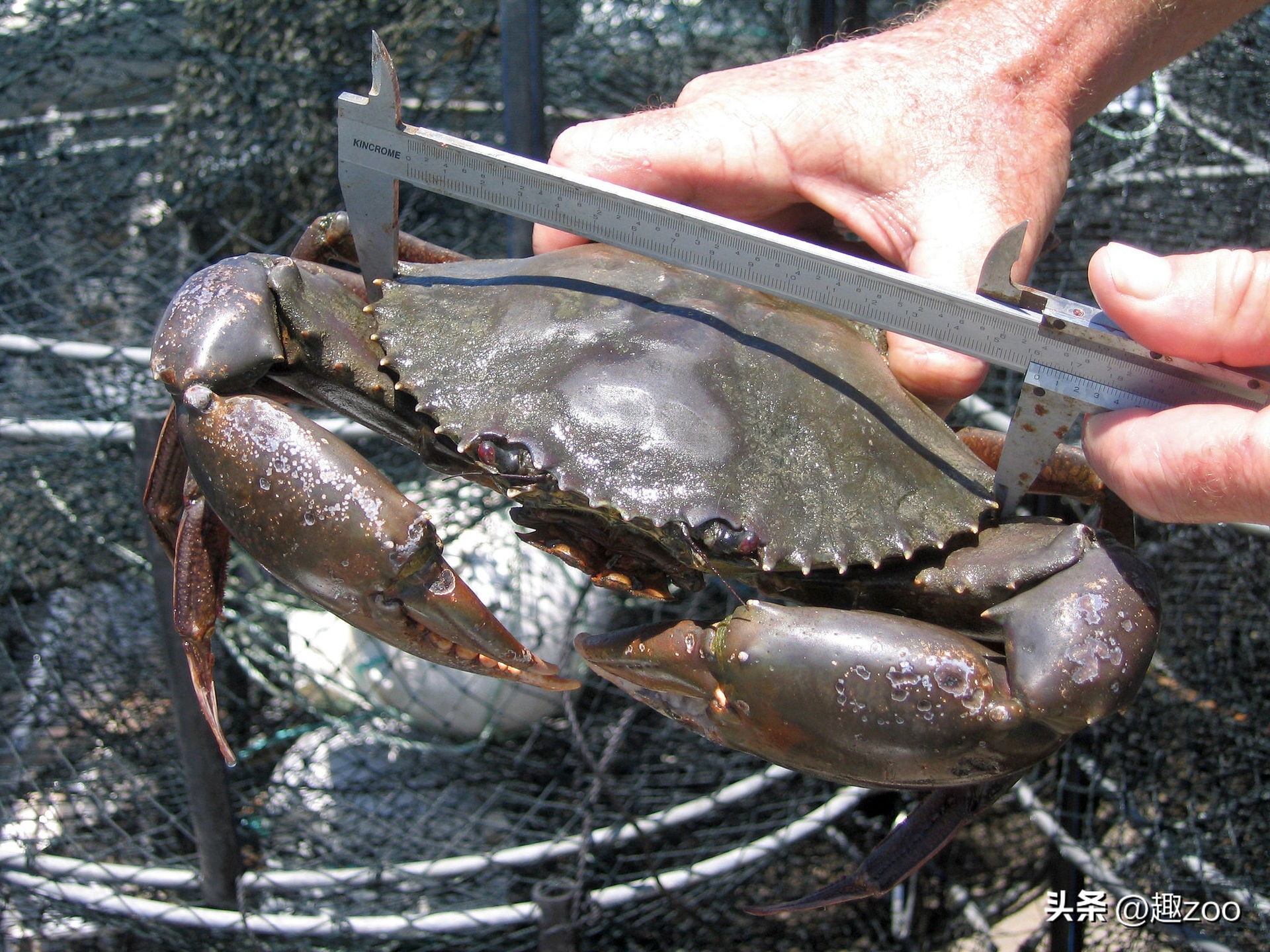 螃蟹都有什么品种哪种最大最好吃,螃蟹的种类有哪些哪种螃蟹最好