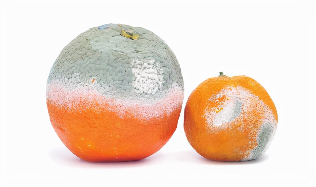 怎么清理腐烂发霉的橘子,橘子腐烂的全过程