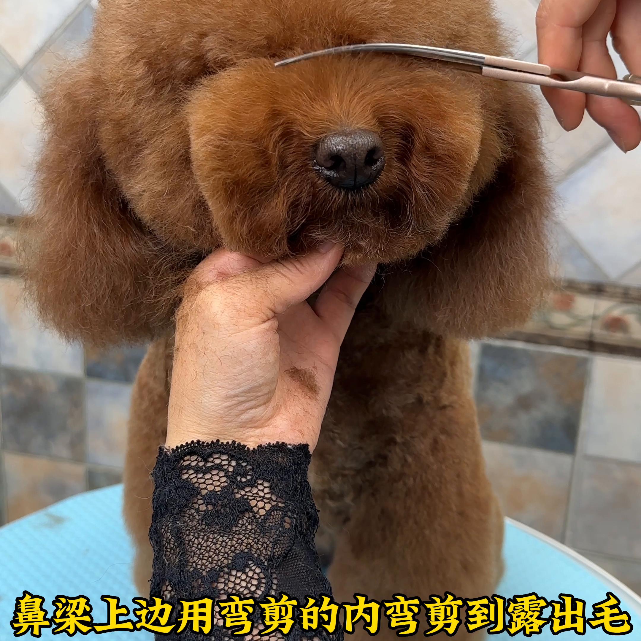 宠物美容教学泰迪,宠物美容泰迪知识