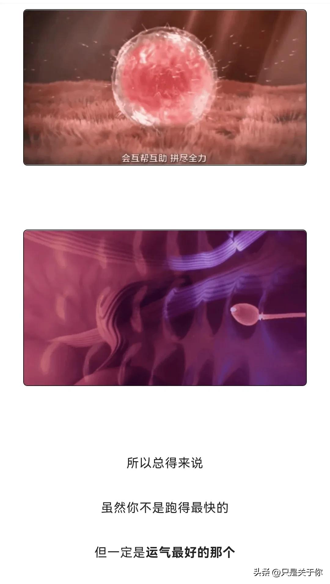 漫画：忍住“不射”的精子会去哪儿？