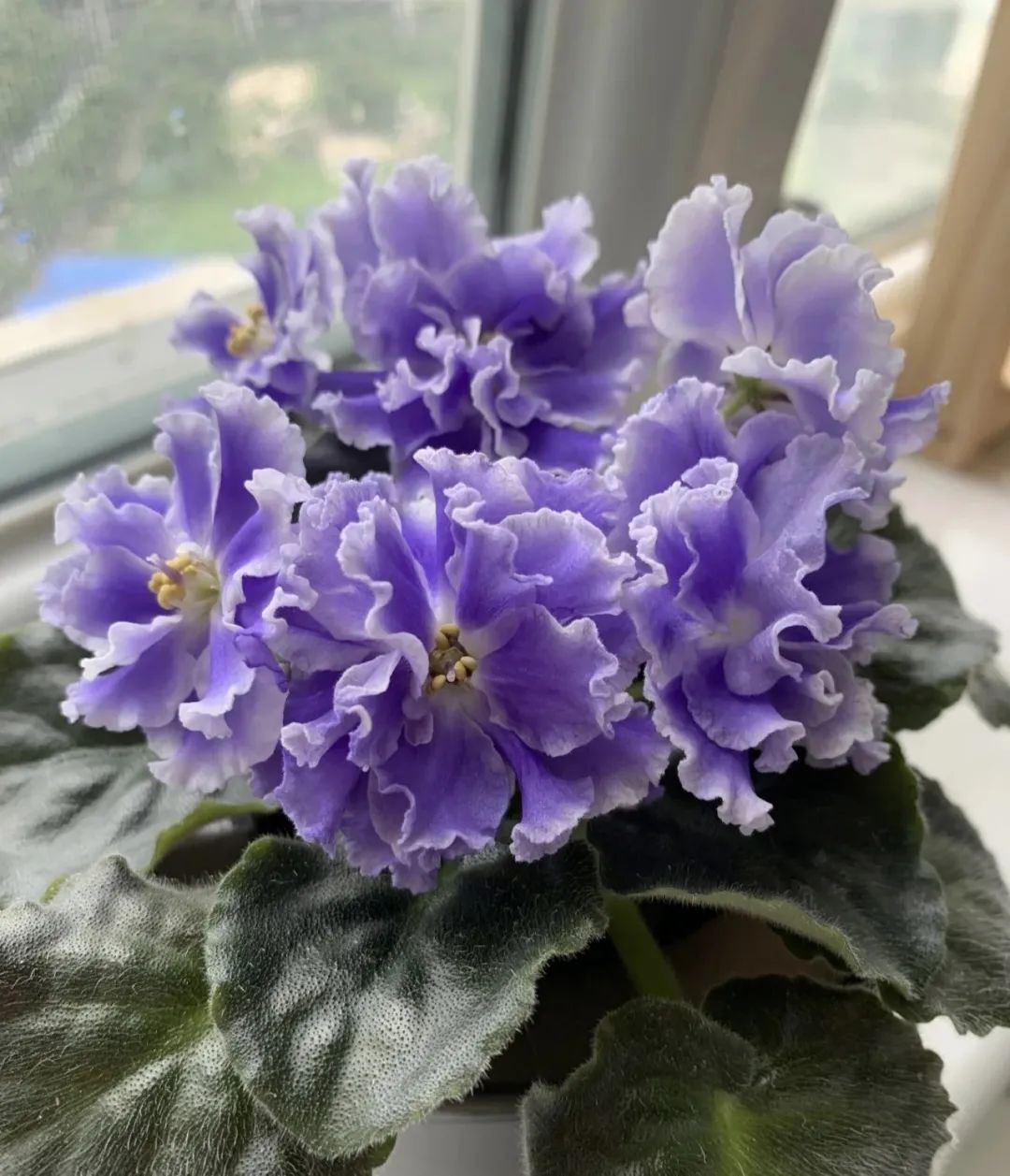 最适合新手养的4种花太好养,超迷人的3种花好养易活