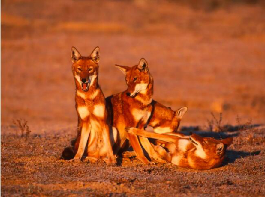 野猪的天敌都有哪些,野猪的天敌能打得过猎豹吗