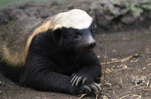 蜜獾在巴西蛇岛大战毒蛇,蜜獾啃食剧毒毒蛇