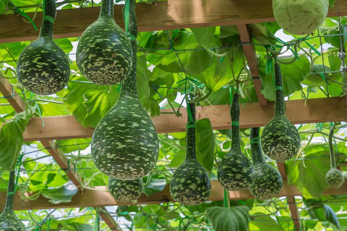 种的葫芦苗一直长不大,葫芦苗不长葫芦怎么回事
