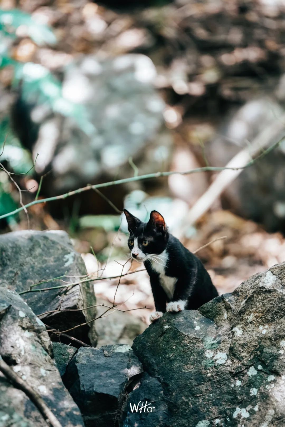 宝通寺后山流浪猫,猫可以治好人的精神内耗吗