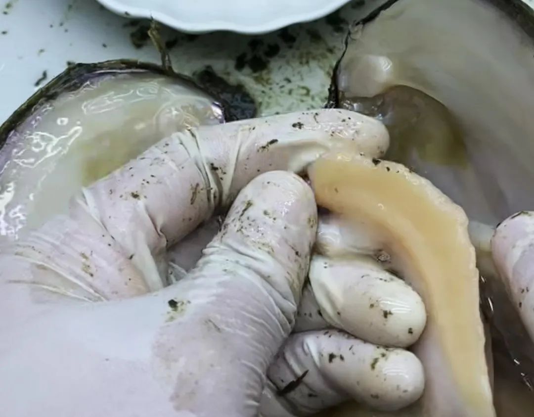 开蚌壳取珍珠一年赚多少钱,开蚌取珍珠直播大揭秘