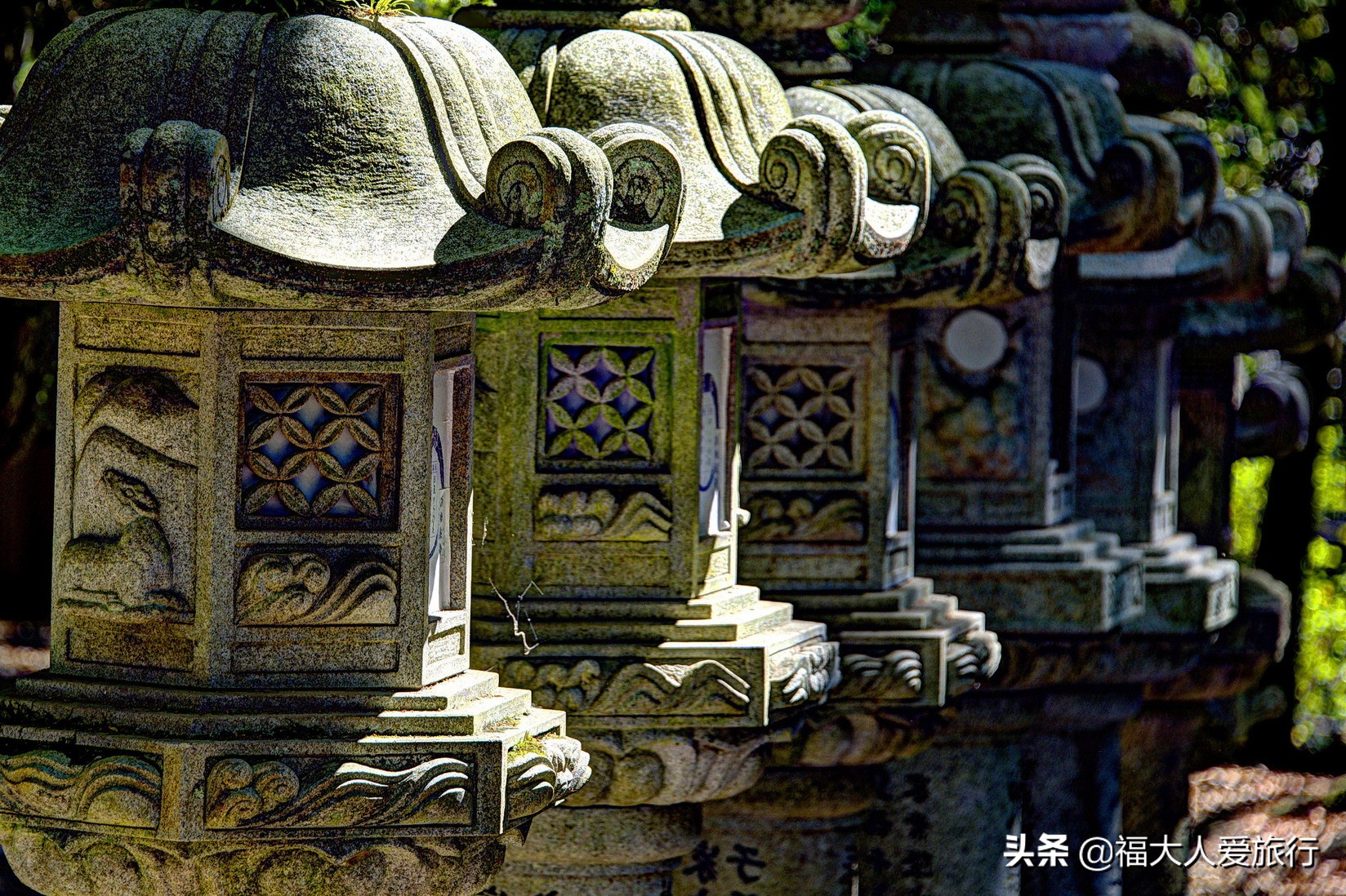 奈良看小鹿片段,奈良看小鹿和樱花